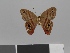  ( - LCB1184)  @11 [ ] CC-By (2023) Christian Brévignon Research collection of Christian Brévignon