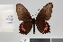  (Parides panthonus - LCB710)  @11 [ ] copyright (2022) Christian Brévignon Research collection of Christian Brévignon