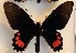  (Parides panthonus barbotini - LCB733)  @11 [ ] copyright (2022) Christian Brévignon Research collection of Christian Brévignon