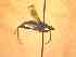  (Odontoloxozus sp - BFIB-0001)  @12 [ ] Unspecified (default): All Rights Reserved  Unspecified Unspecified