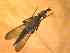  (Odontoloxozus sp2 - BFIB-0046)  @12 [ ] Unspecified (default): All Rights Reserved  Unspecified Unspecified