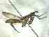  (Odontoloxozus sp3 - BFIB-0047)  @12 [ ] Unspecified (default): All Rights Reserved  Unspecified Unspecified