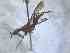  (Odontoloxozus sp4 - BFIB-0048)  @12 [ ] Unspecified (default): All Rights Reserved  Unspecified Unspecified