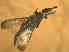  (Odontoloxozus sp5 - BFIB-0049)  @12 [ ] Unspecified (default): All Rights Reserved  Unspecified Unspecified