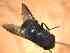  ( - BFIB-0077)  @12 [ ] Unspecified (default): All Rights Reserved  Unspecified Unspecified