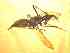  (Odontoloxozus longicornis - BFIB-0146)  @11 [ ] Unspecified (default): All Rights Reserved  Unspecified Unspecified