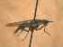  (Glyphidops sp5 - BFIB-0166)  @11 [ ] Unspecified (default): All Rights Reserved  Unspecified Unspecified