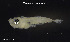 ( - Hau_TEJ4179)  @11 [ ] Unspecified (default): All Rights Reserved (2023) Invemar Invemar-BEM