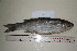  (Cestraeus goldiei - GOLD005)  @14 [ ] CreativeCommons - Attribution (2011) Unspecified National Fisheries Research and Development Institute-Philippines