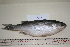  (Cestraeus oxyrhyncus - OXY004)  @14 [ ] CreativeCommons - Attribution (2011) Unspecified National Fisheries Research and Development Institute-Philippines