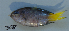  ( - DHS0358)  @12 [ ] Copyright (2006) D. Hinsinger/Santo2006/MNHN MNHN