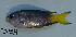  ( - DHS0359)  @12 [ ] Copyright (2006) D. Hinsinger/Santo2006/MNHN MNHN