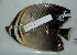  ( - DHS0633)  @11 [ ] Copyright (2006) D. Hinsinger/Santo2006/MNHN MNHN