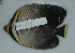  (Chaetodon baronessa - DHS0635)  @14 [ ] Copyright (2006) D. Hinsinger/Santo2006/MNHN MNHN