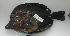  ( - DHS0659)  @11 [ ] Copyright (2006) D. Hinsinger/Santo2006/MNHN MNHN