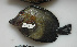  ( - DHS0660)  @11 [ ] Copyright (2006) D. Hinsinger/Santo2006/MNHN MNHN