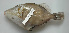 ( - DHS0675)  @11 [ ] Copyright (2006) D. Hinsinger/Santo2006/MNHN MNHN