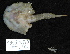  (Ogcocephalidae - DHS0280)  @14 [ ] Copyright (2006) D. Hinsinger/Santo2006/MNHN MNHN