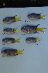  (Neopomacentrus violascens - DHS0357)  @13 [ ] Copyright (2006) D. Hinsinger/Santo2006/MNHN MNHN