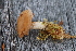  ( - YSU-F-10532)  @11 [ ] CreativeCommons  Attribution (by) (2023) Unspecified Yugra State University