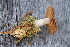  ( - YSU-F-10532)  @11 [ ] CreativeCommons  Attribution (by) (2023) Unspecified Yugra State University