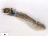  ( - BIOUG01780-F03)  @12 [ ] CreativeCommons - Attribution (2012) CBG Photography Group Centre for Biodiversity Genomics
