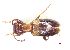  (Anthicus floralis - 82-1-G-10)  @11 [ ] by-nc-sa (2024) Bundesforschungs- und Ausbildungszentrum fur Wald Bundesforschungs- und Ausbildungszentrum fur Wald