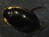  (Hydaticus exclamationis - LOPE13-Coleo0329)  @12 [ ] CreativeCommons - Attribution Non-Commercial Share-Alike (2014) Thibaud Decaens ECODIV