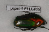  (Chlorocala - Lope14-PhLG033)  @13 [ ] CreativeCommons - Attribution Non-Commercial Share-Alike (2014) ECODIV Univ Rouen