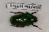  (Tmesorrhina tridens - Lope14-PhLG035)  @13 [ ] CreativeCommons - Attribution Non-Commercial Share-Alike (2014) ECODIV Univ Rouen