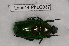  (Tmesorrhina - Lope14-PhLG037)  @13 [ ] CreativeCommons - Attribution Non-Commercial Share-Alike (2014) ECODIV Univ Rouen