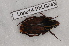  (Lophorrhina quinquelineata - Lope14-PhLG043)  @12 [ ] CreativeCommons - Attribution Non-Commercial Share-Alike (2014) ECODIV Univ Rouen