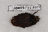  (Lophorrhina - Lope14-PhLG047)  @12 [ ] CreativeCommons - Attribution Non-Commercial Share-Alike (2014) ECODIV Univ Rouen