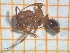  (Aphaenogaster festae - BFUS-I-AG000524)  @11 [ ] Unspecified (default): All Rights Reserved (2023) Albena Gjonova Sofia University