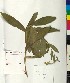  (Digitalis - BGE_00077_B05)  @11 [ ] CreativeCommons  Attribution by TAU herbarium (2025) TAU herbarium Aristotle University of Thessaloniki