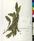  ( - BGE_00077_B07)  @11 [ ] CreativeCommons  Attribution by TAU herbarium (2025) TAU herbarium Aristotle University of Thessaloniki
