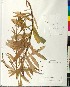  (Lilium chalcedonicum - BGE_00077_B11)  @11 [ ] CreativeCommons  Attribution by TAU herbarium (2025) TAU herbarium Aristotle University of Thessaloniki