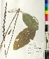  ( - BGE_00077_C05)  @11 [ ] CreativeCommons  Attribution by TAU herbarium (2025) TAU herbarium Aristotle University of Thessaloniki