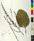  ( - BGE_00077_C06)  @11 [ ] CreativeCommons  Attribution by TAU herbarium (2025) TAU herbarium Aristotle University of Thessaloniki