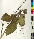  (Verbascum glabratum glabratum - BGE_00077_C07)  @11 [ ] CreativeCommons  Attribution by TAU herbarium (2025) TAU herbarium Aristotle University of Thessaloniki