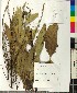  (Verbascum banaticum - BGE_00077_C08)  @11 [ ] CreativeCommons  Attribution by TAU herbarium (2025) TAU herbarium Aristotle University of Thessaloniki