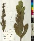  ( - BGE_00077_C10)  @11 [ ] CreativeCommons  Attribution by TAU herbarium (2025) TAU herbarium Aristotle University of Thessaloniki