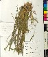  (Silene niederi - BGE_00077_D02)  @11 [ ] CreativeCommons  Attribution by TAU herbarium (2025) TAU herbarium Aristotle University of Thessaloniki