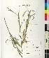  ( - BGE_00077_D03)  @11 [ ] CreativeCommons  Attribution by TAU herbarium (2025) TAU herbarium Aristotle University of Thessaloniki