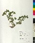  ( - BGE_00077_E10)  @11 [ ] CreativeCommons  Attribution by TAU herbarium (2025) TAU herbarium Aristotle University of Thessaloniki