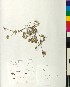  ( - BGE_00077_E11)  @11 [ ] CreativeCommons  Attribution by TAU herbarium (2025) TAU herbarium Aristotle University of Thessaloniki