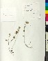  (Trifolium dalmaticum - BGE_00077_F01)  @11 [ ] CreativeCommons  Attribution by TAU herbarium (2025) TAU herbarium Aristotle University of Thessaloniki