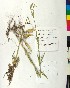  ( - BGE_00077_F07)  @11 [ ] CreativeCommons  Attribution by TAU herbarium (2025) TAU herbarium Aristotle University of Thessaloniki