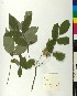  ( - BGE_00077_G03)  @11 [ ] CreativeCommons  Attribution by TAU herbarium (2025) TAU herbarium Aristotle University of Thessaloniki