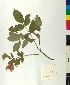  ( - BGE_00077_G04)  @11 [ ] CreativeCommons  Attribution by TAU herbarium (2025) TAU herbarium Aristotle University of Thessaloniki